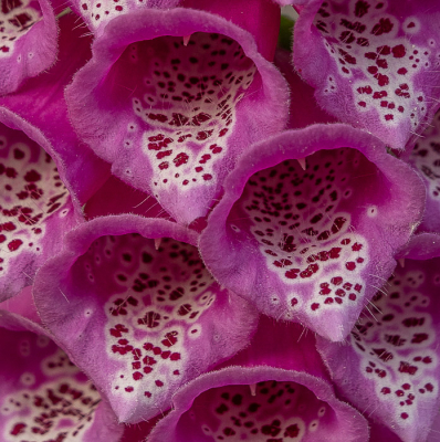 <i class='fa fa-user'></i>&nbsp;Truus Aletta Maan&nbsp;|  Vingerhoedskruid&nbsp; <i class='fa fa-eye'>&nbsp;74</i> &nbsp;<i class='fa fa-thumbs-up'>&nbsp;1</i> &nbsp; <i class='fa fa-comment-o'>&nbsp;4</i>