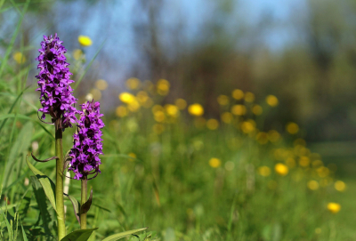 Het pad werd omzoomd de diverse soorten orchissen waaronder deze. Ze staken mooi af tegen de gele boterbloemen.