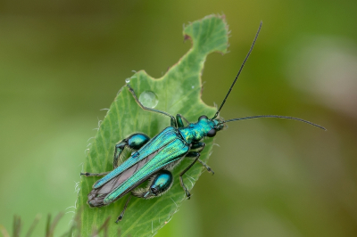 <i class='fa fa-user'></i>&nbsp;Johan van Gurp&nbsp;|  Fraaie Schijnbok&nbsp; <i class='fa fa-eye'>&nbsp;70</i> &nbsp;<i class='fa fa-thumbs-up'>&nbsp;6</i> &nbsp; <i class='fa fa-comment-o'>&nbsp;5</i>