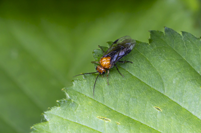 <i class='fa fa-user'></i>&nbsp;Martin Verbeeten&nbsp;|  Hemichroa australis&nbsp; <i class='fa fa-eye'>&nbsp;46</i> &nbsp;<i class='fa fa-thumbs-up'>&nbsp;1</i> &nbsp; <i class='fa fa-comment-o'>&nbsp;3</i>