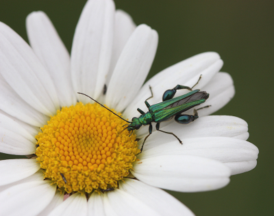 <i class='fa fa-user'></i>&nbsp;Paul Vandebroek&nbsp;|  Fraaie Schijnbok&nbsp; <i class='fa fa-eye'>&nbsp;52</i> &nbsp;<i class='fa fa-thumbs-up'>&nbsp;2</i> &nbsp; <i class='fa fa-comment-o'>&nbsp;3</i>