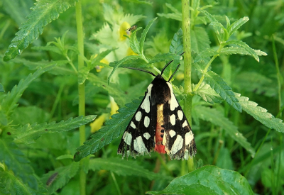 <i class='fa fa-user'></i>&nbsp;Nel R&nbsp;|  Roomvlek&nbsp; <i class='fa fa-eye'>&nbsp;84</i> &nbsp;<i class='fa fa-thumbs-up'>&nbsp;7</i> &nbsp; <i class='fa fa-comment-o'>&nbsp;9</i>