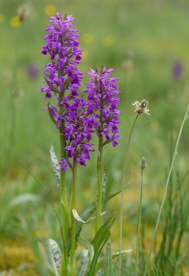 <i class='fa fa-user'></i>&nbsp;Tim Oord&nbsp;|  Gevlekte Rietorchis&nbsp; <i class='fa fa-eye'>&nbsp;90</i> &nbsp;<i class='fa fa-thumbs-up'>&nbsp;7</i> &nbsp; <i class='fa fa-comment-o'>&nbsp;7</i>