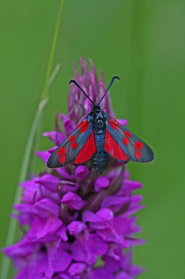 <i class='fa fa-user'></i>&nbsp;Cor&nbsp;|  Sint-jansvlinder&nbsp; <i class='fa fa-eye'>&nbsp;77</i> &nbsp;<i class='fa fa-thumbs-up'>&nbsp;12</i> &nbsp; <i class='fa fa-comment-o'>&nbsp;7</i>