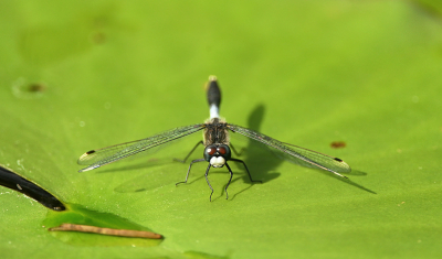 <i class='fa fa-user'></i>&nbsp;Eric Gibcus&nbsp;|  Sierlijke Witsnuitlibel&nbsp; <i class='fa fa-eye'>&nbsp;69</i> &nbsp;<i class='fa fa-thumbs-up'>&nbsp;1</i> &nbsp; <i class='fa fa-comment-o'>&nbsp;4</i>