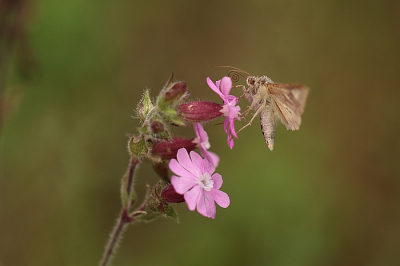 <i class='fa fa-user'></i>&nbsp;frbeuming&nbsp;|  Gamma-uil&nbsp; <i class='fa fa-eye'>&nbsp;72</i> &nbsp;<i class='fa fa-thumbs-up'>&nbsp;2</i> &nbsp; <i class='fa fa-comment-o'>&nbsp;6</i>