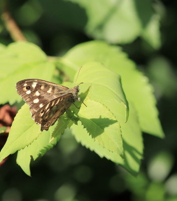 <i class='fa fa-user'></i>&nbsp;Tineke Strijbosch&nbsp;|  Bont Zandoogje&nbsp; <i class='fa fa-eye'>&nbsp;46</i> &nbsp; <i class='fa fa-comment-o'>&nbsp;5</i>