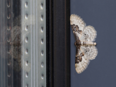 <i class='fa fa-user'></i>&nbsp;Ad Sprang&nbsp;|  Schaduwstipspanner&nbsp; <i class='fa fa-eye'>&nbsp;70</i> &nbsp;<i class='fa fa-thumbs-up'>&nbsp;7</i> &nbsp; <i class='fa fa-comment-o'>&nbsp;10</i>