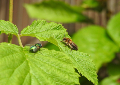 <i class='fa fa-user'></i>&nbsp;Jovanzo&nbsp;|  Witbaardzandbij&nbsp; <i class='fa fa-eye'>&nbsp;62</i> &nbsp; <i class='fa fa-comment-o'>&nbsp;2</i>