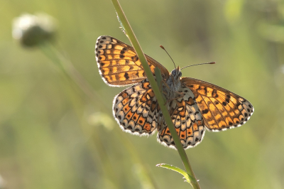 <i class='fa fa-user'></i>&nbsp;Johan van Gurp&nbsp;|  Veldparelmoervlinder&nbsp; <i class='fa fa-eye'>&nbsp;78</i> &nbsp;<i class='fa fa-thumbs-up'>&nbsp;5</i> &nbsp; <i class='fa fa-comment-o'>&nbsp;6</i>