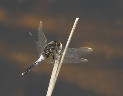 <i class='fa fa-user'></i>&nbsp;Truus Aletta Maan&nbsp;|  Sierlijke Witsnuitlibel&nbsp; <i class='fa fa-eye'>&nbsp;75</i> &nbsp;<i class='fa fa-thumbs-up'>&nbsp;4</i> &nbsp; <i class='fa fa-comment-o'>&nbsp;5</i>