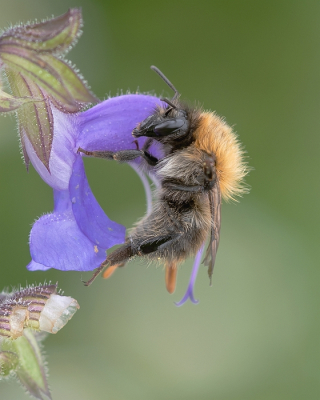 <i class='fa fa-user'></i>&nbsp;Johan van Gurp&nbsp;|  Akkerhommel&nbsp; <i class='fa fa-eye'>&nbsp;64</i> &nbsp; <i class='fa fa-comment-o'>&nbsp;8</i>