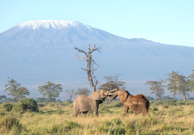 Aan de Keniaanse kant van de Kilimanjaro vroeg met ochtendnevel