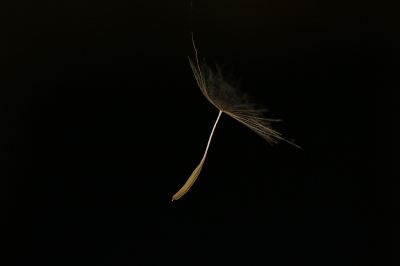 <i class='fa fa-user'></i>&nbsp;frbeuming&nbsp;|  Gele Morgenster&nbsp; <i class='fa fa-eye'>&nbsp;72</i> &nbsp;<i class='fa fa-thumbs-up'>&nbsp;5</i> &nbsp; <i class='fa fa-comment-o'>&nbsp;6</i>