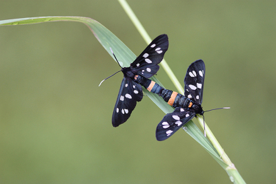 <i class='fa fa-user'></i>&nbsp;Paul Vandebroek&nbsp;|  Phegeavlinder&nbsp; <i class='fa fa-eye'>&nbsp;86</i> &nbsp;<i class='fa fa-thumbs-up'>&nbsp;10</i> &nbsp; <i class='fa fa-comment-o'>&nbsp;9</i>