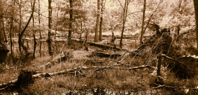 <i class='fa fa-user'></i>&nbsp;hesterb&nbsp;|  Het kan vele kanten op gaan&nbsp; <i class='fa fa-eye'>&nbsp;54</i> &nbsp; <i class='fa fa-comment-o'>&nbsp;7</i>