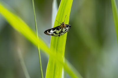 <i class='fa fa-user'></i>&nbsp;Martin Verbeeten&nbsp;|  Bonte Brandnetelmot&nbsp; <i class='fa fa-eye'>&nbsp;50</i> &nbsp; <i class='fa fa-comment-o'>&nbsp;1</i>