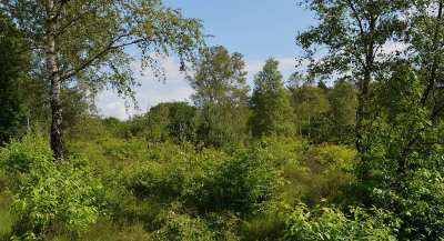 <i class='fa fa-user'></i>&nbsp;B.M.Schouten-Ruis&nbsp;|  Asselse heide&nbsp; <i class='fa fa-eye'>&nbsp;47</i> &nbsp; <i class='fa fa-comment-o'>&nbsp;1</i>