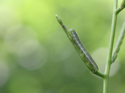 <i class='fa fa-user'></i>&nbsp;Ad Sprang&nbsp;|  Oranjetipje&nbsp; <i class='fa fa-eye'>&nbsp;57</i> &nbsp;<i class='fa fa-thumbs-up'>&nbsp;2</i> &nbsp; <i class='fa fa-comment-o'>&nbsp;6</i>