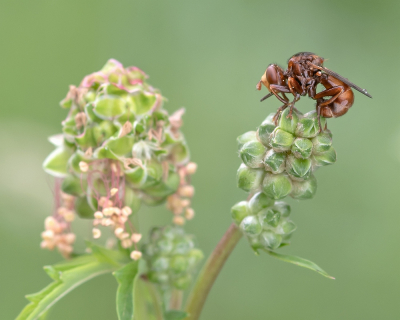 <i class='fa fa-user'></i>&nbsp;Johan van Gurp&nbsp;|  Roestbruine Kromlijf&nbsp; <i class='fa fa-eye'>&nbsp;59</i> &nbsp;<i class='fa fa-thumbs-up'>&nbsp;1</i> &nbsp; <i class='fa fa-comment-o'>&nbsp;1</i>