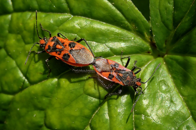 <i class='fa fa-user'></i>&nbsp;A. Soeting&nbsp;|  Kaneelglasvleugelwants&nbsp; <i class='fa fa-eye'>&nbsp;50</i> &nbsp; <i class='fa fa-comment-o'>&nbsp;4</i>