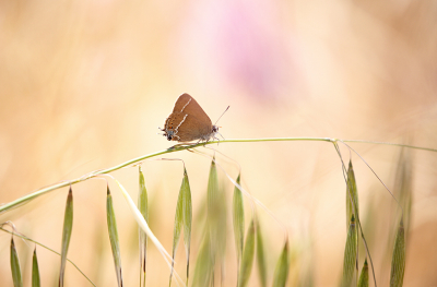 <i class='fa fa-user'></i>&nbsp;Pieter  LJ&nbsp;|  Wegedoornpage&nbsp; <i class='fa fa-eye'>&nbsp;75</i> &nbsp;<i class='fa fa-thumbs-up'>&nbsp;1</i> &nbsp; <i class='fa fa-comment-o'>&nbsp;4</i>