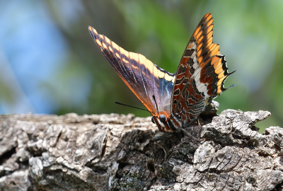 <i class='fa fa-user'></i>&nbsp;josephine&nbsp;|  Pasja&nbsp; <i class='fa fa-eye'>&nbsp;77</i> &nbsp; <i class='fa fa-comment-o'>&nbsp;6</i>