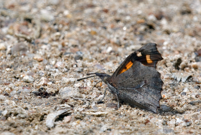 <i class='fa fa-user'></i>&nbsp;josephine&nbsp;|  Snuitvlinder&nbsp; <i class='fa fa-eye'>&nbsp;65</i> &nbsp;<i class='fa fa-thumbs-up'>&nbsp;2</i> &nbsp; <i class='fa fa-comment-o'>&nbsp;5</i>