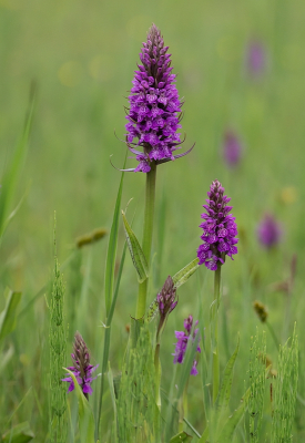 <i class='fa fa-user'></i>&nbsp;Tim Oord&nbsp;|  Gevlekte Rietorchis&nbsp; <i class='fa fa-eye'>&nbsp;72</i> &nbsp;<i class='fa fa-thumbs-up'>&nbsp;6</i> &nbsp; <i class='fa fa-comment-o'>&nbsp;6</i>