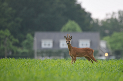 <i class='fa fa-user'></i>&nbsp;robert-jan&nbsp;|  Ree&nbsp; <i class='fa fa-eye'>&nbsp;68</i> &nbsp; <i class='fa fa-comment-o'>&nbsp;4</i>