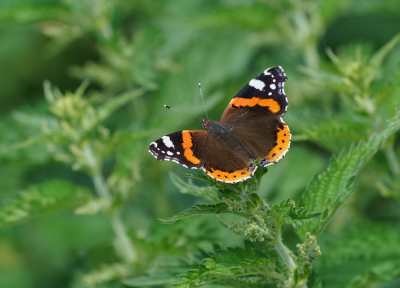 <i class='fa fa-user'></i>&nbsp;Jurgen Maassen&nbsp;|  Atalanta&nbsp; <i class='fa fa-eye'>&nbsp;47</i> &nbsp;<i class='fa fa-thumbs-up'>&nbsp;1</i> &nbsp; <i class='fa fa-comment-o'>&nbsp;1</i>