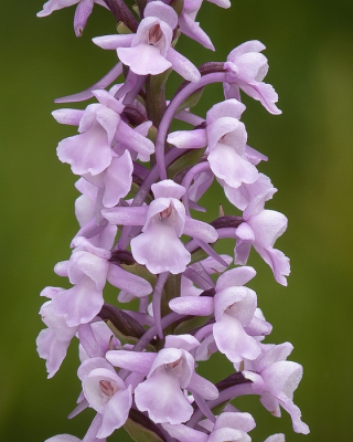 <i class='fa fa-user'></i>&nbsp;Johan van Gurp&nbsp;|  Grote Muggenorchis&nbsp; <i class='fa fa-eye'>&nbsp;51</i> &nbsp; <i class='fa fa-comment-o'>&nbsp;1</i>