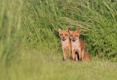 <i class='fa fa-user'></i>&nbsp;Mark de Bruijn&nbsp;|  Vos&nbsp; <i class='fa fa-eye'>&nbsp;96</i> &nbsp; <i class='fa fa-comment-o'>&nbsp;2</i>