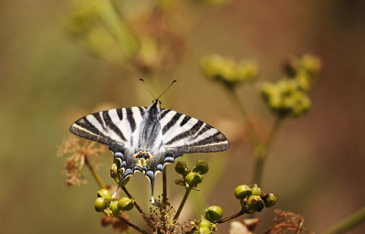 <i class='fa fa-user'></i>&nbsp;Pieter  LJ&nbsp;|  Koningspage&nbsp; <i class='fa fa-eye'>&nbsp;78</i> &nbsp;<i class='fa fa-thumbs-up'>&nbsp;3</i> &nbsp; <i class='fa fa-comment-o'>&nbsp;5</i>