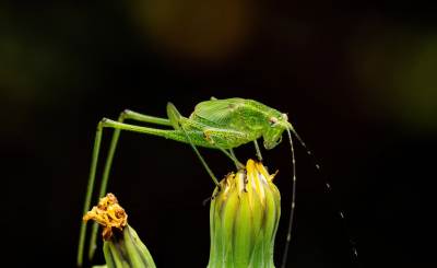 <i class='fa fa-user'></i>&nbsp;JohnSaxofoon&nbsp;|  Sikkelsprinkhaan&nbsp; <i class='fa fa-eye'>&nbsp;48</i> &nbsp; <i class='fa fa-comment-o'>&nbsp;4</i>