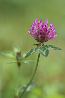 <i class='fa fa-user'></i>&nbsp;Tim Oord&nbsp;|  Rode Klaver&nbsp; <i class='fa fa-eye'>&nbsp;33</i> &nbsp; <i class='fa fa-comment-o'>&nbsp;1</i>