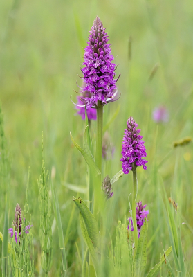 <i class='fa fa-user'></i>&nbsp;Tim Oord&nbsp;|  Gevlekte Rietorchis&nbsp; <i class='fa fa-eye'>&nbsp;47</i> &nbsp;<i class='fa fa-thumbs-up'>&nbsp;1</i> &nbsp; <i class='fa fa-comment-o'>&nbsp;1</i>