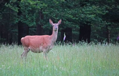 <i class='fa fa-user'></i>&nbsp;nelappelmelk&nbsp;|  Edelhert&nbsp; <i class='fa fa-eye'>&nbsp;59</i> &nbsp; <i class='fa fa-comment-o'>&nbsp;6</i>