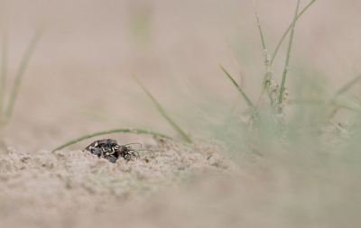 <i class='fa fa-user'></i>&nbsp;rixte&nbsp;|  Bastaardzandloopkever&nbsp; <i class='fa fa-eye'>&nbsp;64</i> &nbsp;<i class='fa fa-thumbs-up'>&nbsp;1</i> &nbsp; <i class='fa fa-comment-o'>&nbsp;5</i>