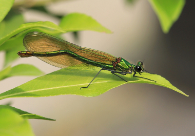 <i class='fa fa-user'></i>&nbsp;Tineke Strijbosch&nbsp;|  Weidebeekjuffer&nbsp; <i class='fa fa-eye'>&nbsp;61</i> &nbsp;<i class='fa fa-thumbs-up'>&nbsp;3</i> &nbsp; <i class='fa fa-comment-o'>&nbsp;8</i>