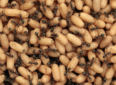 <i class='fa fa-user'></i>&nbsp;frbeuming&nbsp;|  Wegmier&nbsp; <i class='fa fa-eye'>&nbsp;58</i> &nbsp;<i class='fa fa-thumbs-up'>&nbsp;1</i> &nbsp; <i class='fa fa-comment-o'>&nbsp;5</i>