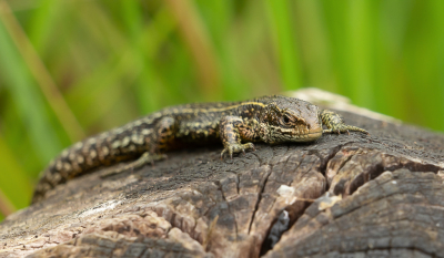 <i class='fa fa-user'></i>&nbsp;Truus Aletta Maan&nbsp;|  Levendbarende Hagedis&nbsp; <i class='fa fa-eye'>&nbsp;59</i> &nbsp; <i class='fa fa-comment-o'>&nbsp;1</i>