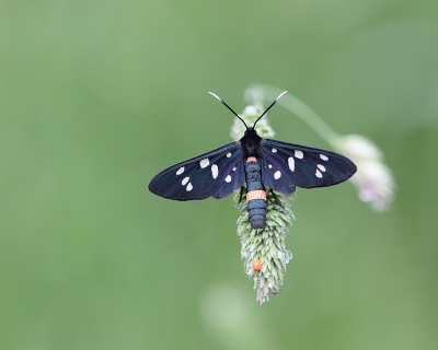 <i class='fa fa-user'></i>&nbsp;Paul Vandebroek&nbsp;|  Phegeavlinder&nbsp; <i class='fa fa-eye'>&nbsp;50</i> &nbsp;<i class='fa fa-thumbs-up'>&nbsp;4</i> &nbsp; <i class='fa fa-comment-o'>&nbsp;4</i>