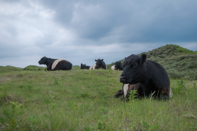 <i class='fa fa-user'></i>&nbsp;Willem Verhagen&nbsp;|  Galloway&nbsp; <i class='fa fa-eye'>&nbsp;85</i> &nbsp; <i class='fa fa-comment-o'>&nbsp;1</i>