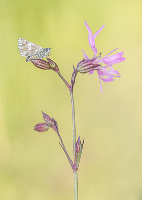 <i class='fa fa-user'></i>&nbsp;Tom&nbsp;|  Aardbeivlinder&nbsp; <i class='fa fa-eye'>&nbsp;77</i> &nbsp;<i class='fa fa-thumbs-up'>&nbsp;7</i> &nbsp; <i class='fa fa-comment-o'>&nbsp;3</i>