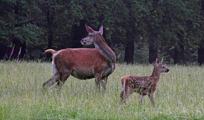 <i class='fa fa-user'></i>&nbsp;nelappelmelk&nbsp;|  Edelhert&nbsp; <i class='fa fa-eye'>&nbsp;65</i> &nbsp;<i class='fa fa-thumbs-up'>&nbsp;1</i> &nbsp; <i class='fa fa-comment-o'>&nbsp;4</i>