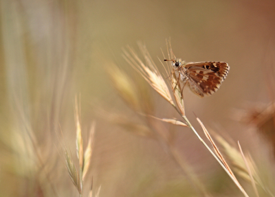 <i class='fa fa-user'></i>&nbsp;Pieter  LJ&nbsp;|  Klein Brandkruiddikkopje&nbsp; <i class='fa fa-eye'>&nbsp;77</i> &nbsp;<i class='fa fa-thumbs-up'>&nbsp;1</i> &nbsp; <i class='fa fa-comment-o'>&nbsp;3</i>