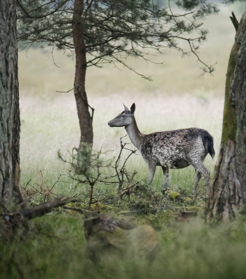 <i class='fa fa-user'></i>&nbsp;ErnovanDoorn&nbsp;|  Damhert&nbsp; <i class='fa fa-eye'>&nbsp;62</i> &nbsp;<i class='fa fa-thumbs-up'>&nbsp;1</i> &nbsp; <i class='fa fa-comment-o'>&nbsp;3</i>