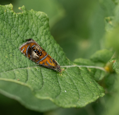 <i class='fa fa-user'></i>&nbsp;Tim Oord&nbsp;|  Geisha&nbsp; <i class='fa fa-eye'>&nbsp;76</i> &nbsp;<i class='fa fa-thumbs-up'>&nbsp;10</i> &nbsp; <i class='fa fa-comment-o'>&nbsp;10</i>