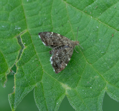 <i class='fa fa-user'></i>&nbsp;Tim Oord&nbsp;|  Brandnetelmot&nbsp; <i class='fa fa-eye'>&nbsp;37</i> &nbsp; <i class='fa fa-comment-o'>&nbsp;2</i>